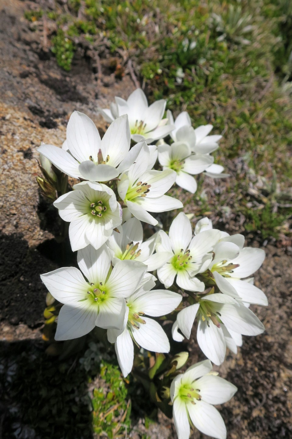 2016-01-11 20.47.14.jpg image