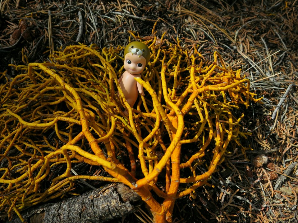 2016-04-27 06.49.47.jpg image